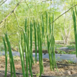 What Are the Benefits of Moringa?