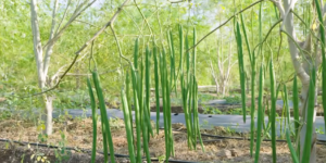 What Are the Benefits of Moringa?