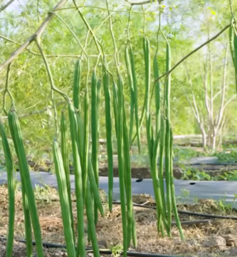 What Are the Benefits of Moringa?